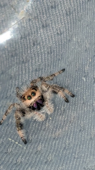 Peach Soroa Regal Jumping Spider by Carl's jumping spiders