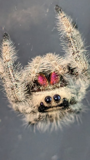 Light Peach Regal Jumping Spider by Carl's jumping spiders
