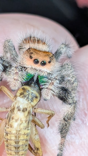 Peach Face Soroa Jumping Spider by Carl's jumping spiders