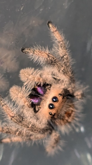 Peach Soroa Jumping Spider by Carl's jumping spiders