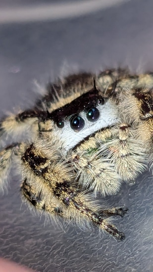Peach Otiosus Jumping Spider by Carl's jumping spiders