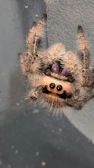 Peach Soroa Jumping Spider by Carl's jumping spiders