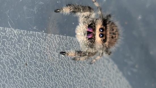 Light Peach Hybrid Regal Jumping Spider by Carl's jumping spiders