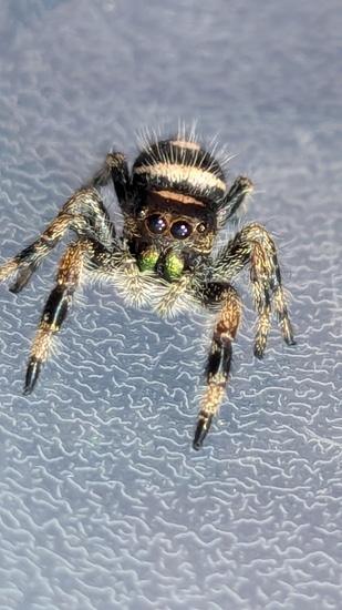 Peach Apalachicola Regal Variant Jumping Spider by Carl's jumping spiders