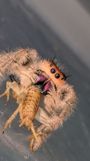 Light Peach Soroa Regal Jumping Spider by Carl's jumping spiders