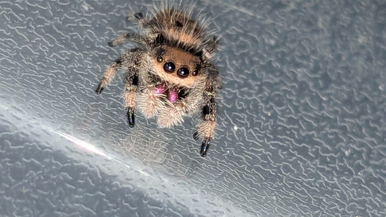 Super Peach Soroa Regal Jumping Spider by Carl's jumping spiders