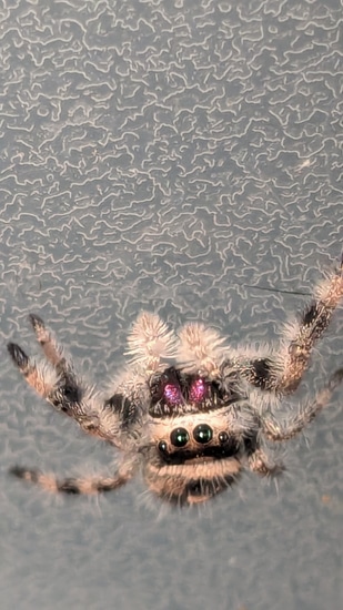 Super Hot Peach Hybrid Jumping Spider by Carl's jumping spiders
