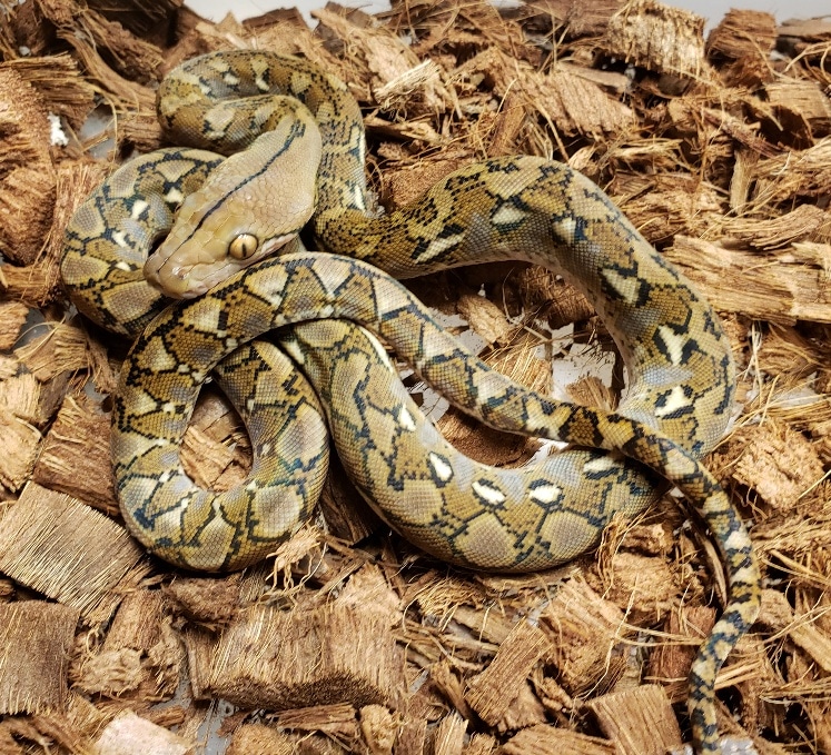 100% Pure Kalatoa Super Dwarf Reticulated Python by CJs Pets - MorphMarket