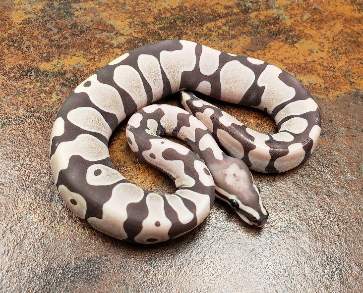 Scaleless Ball Python by CJs Pets - MorphMarket