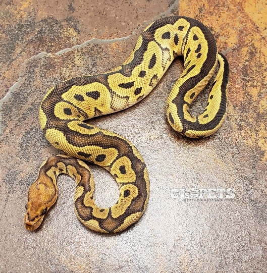 Red Stripe Clown Ball Python by CJs Pets - MorphMarket