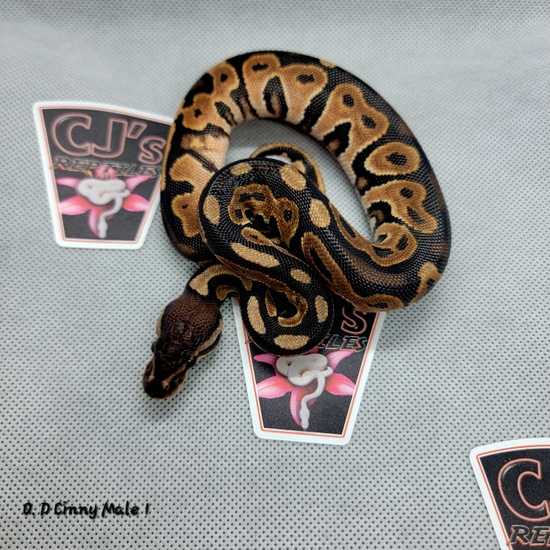 Orange Dream Cinnamon Ball Python by CJ's Reptiles LLC