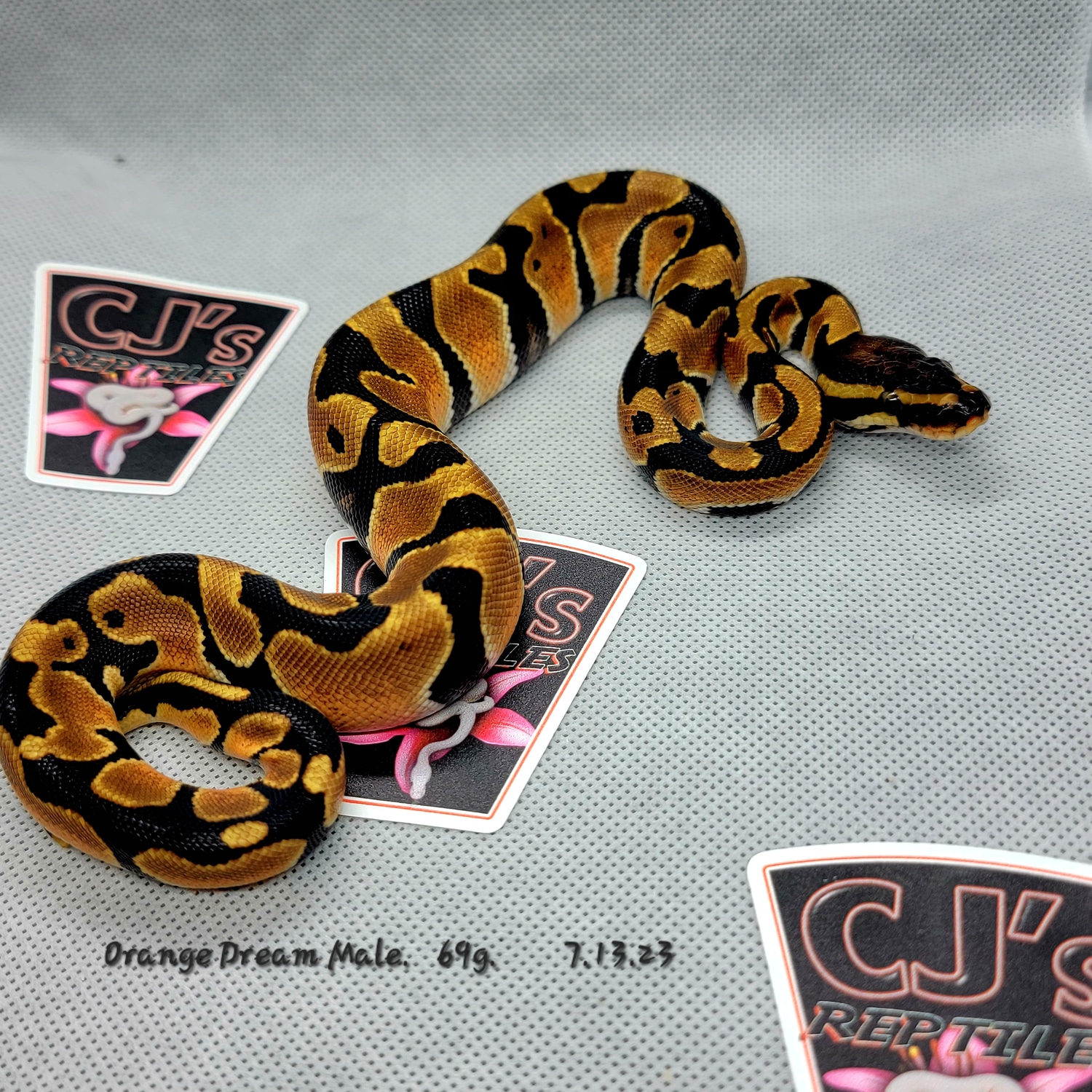 Orange Dream Ball Python by CJ's Reptiles LLC - MorphMarket