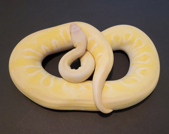 Albino GHI Mojave Ball Python by Python-Nation