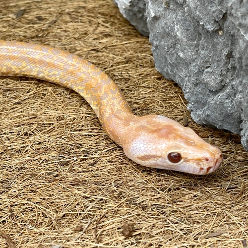 predators reptile shop