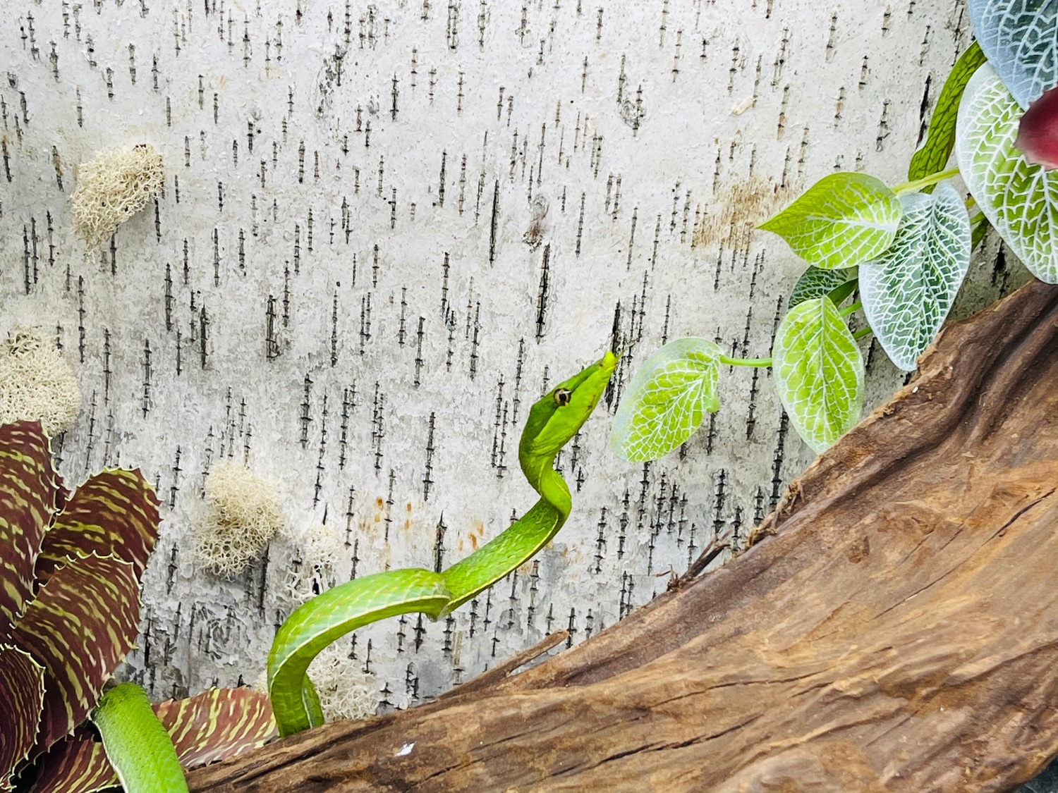 Oxybelis Fulgides More Colubrid by Predators Reptile Center - MorphMarket
