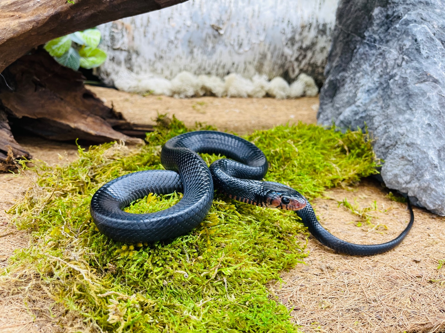 Eastern Indigo Indigo Snake by Predators Reptile Center MorphMarket