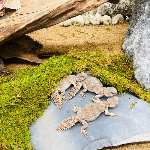 predators reptile store