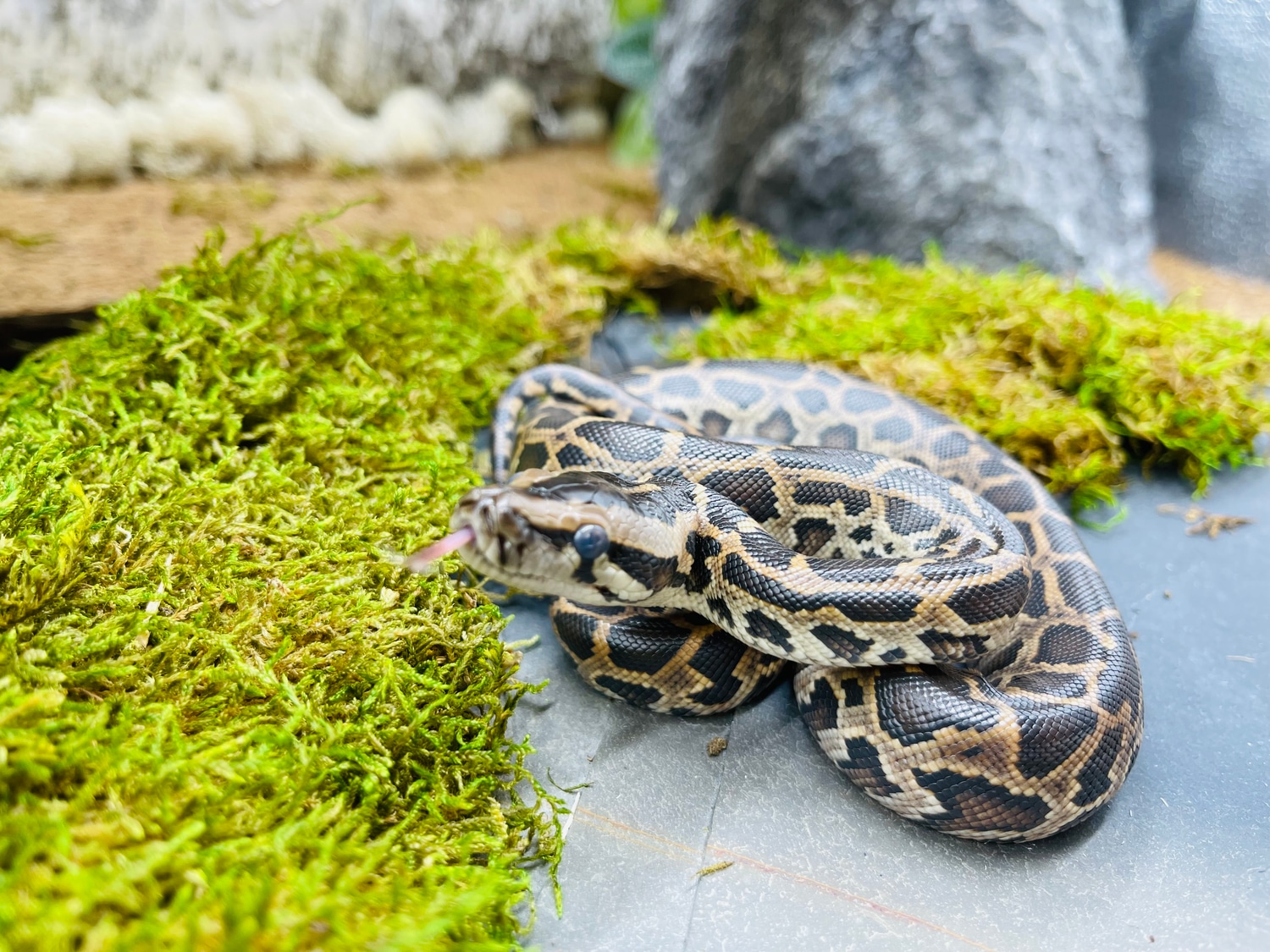 Normal Burmese Python by Predators Reptile Center - MorphMarket