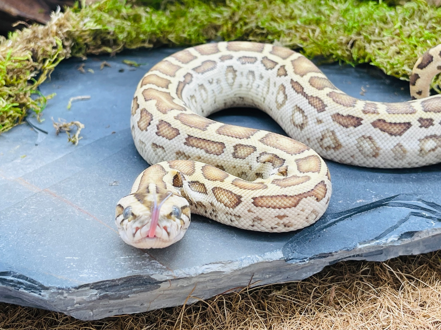 Hypo Burmese Python by Predators Reptile Center - MorphMarket