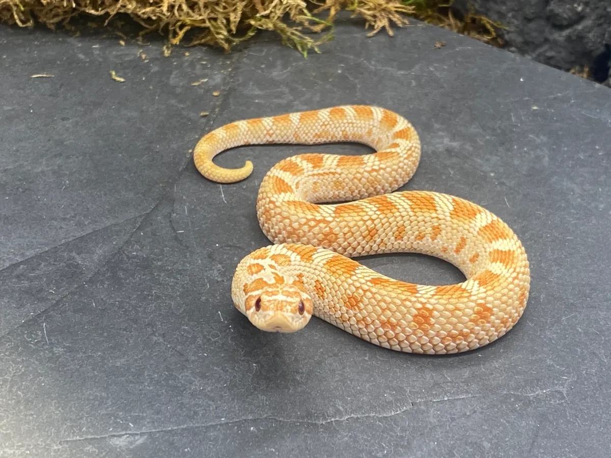 Toffee Conda Western Hognose by Predators Reptile Center MorphMarket