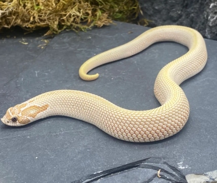 Super Conda Het Lavender Western Hognose by Predators Reptile Center
