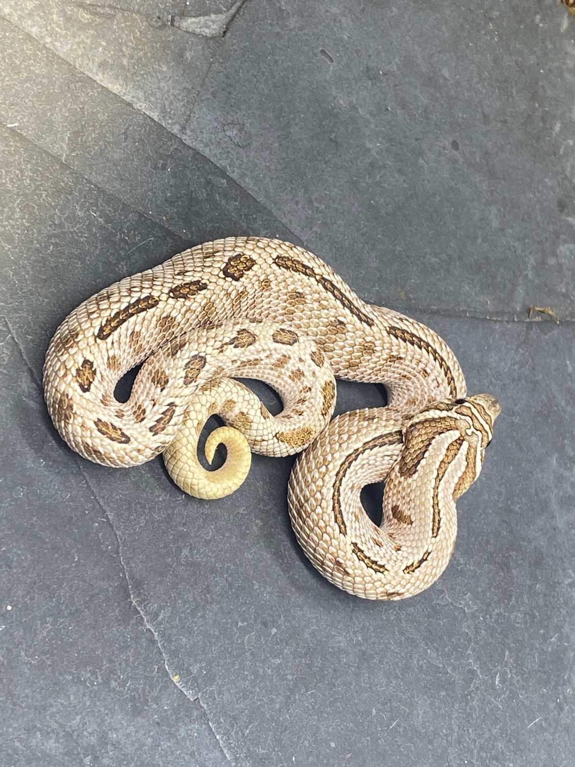 Arctic Conda Western Hognose by Predators Reptile Center - MorphMarket