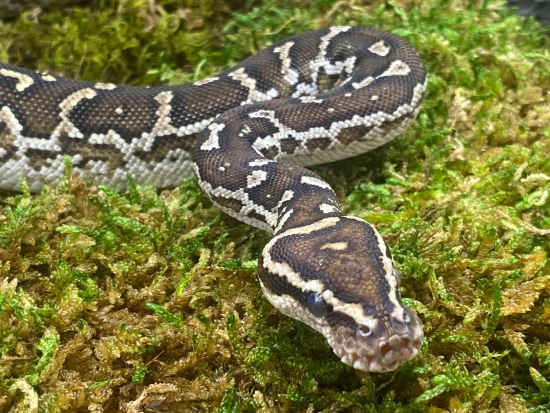 Angolan Python by Predators Reptile Center