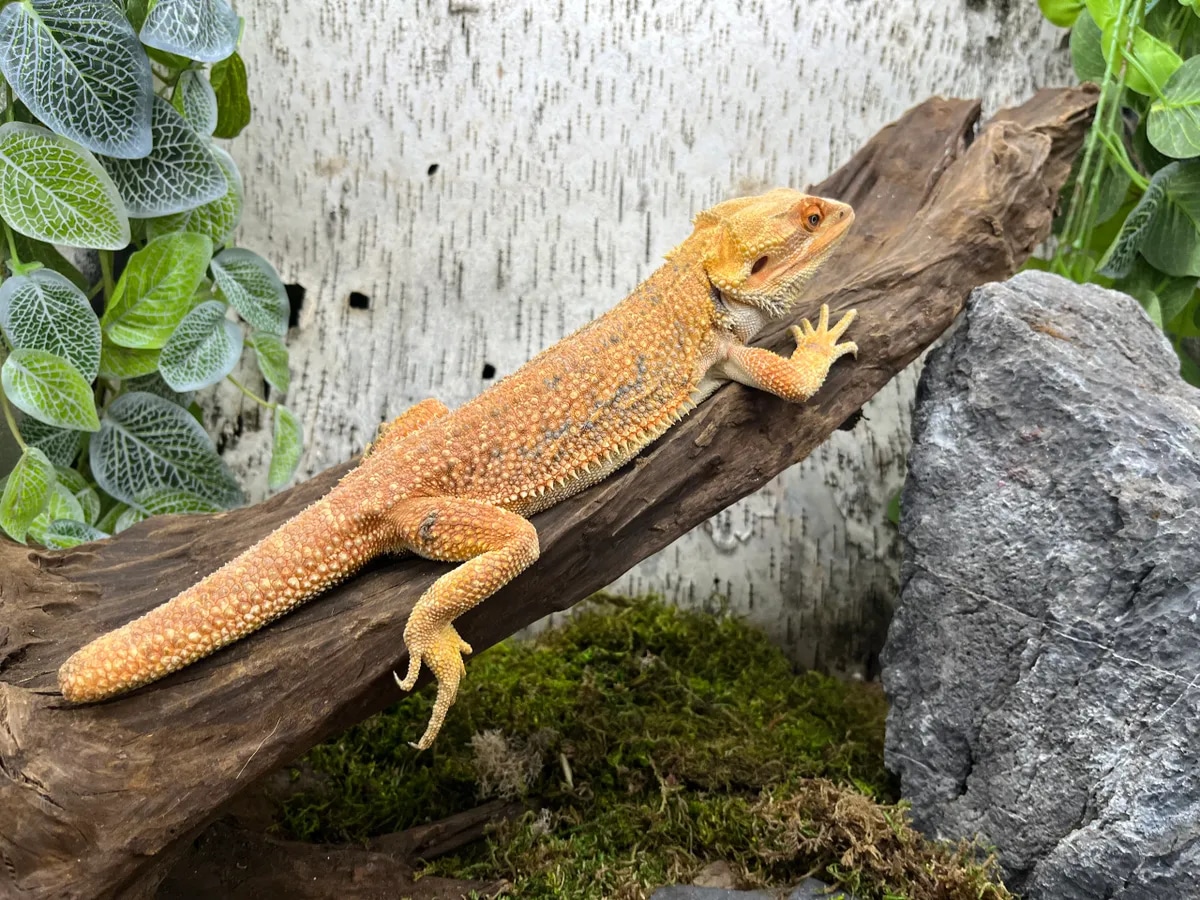 Red Dragon Central Bearded Dragon by Predators Reptile Center MorphMarket