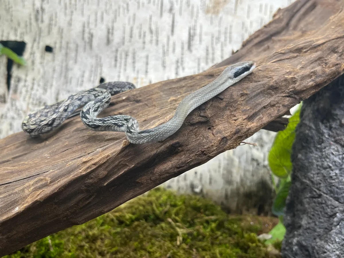 C.B.B. Vietnamese Blue Beauty Rat Snake by Predators Reptile Center