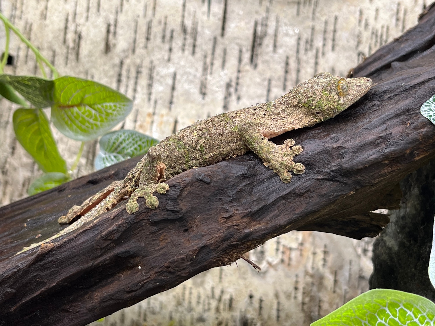 Mossy Free Shipping LeafTailed Gecko by Predators Reptile Center