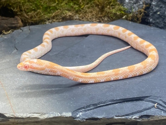 Flamingo Mandarin Extreme Okeetee Corn Snake by Predators Reptile Center