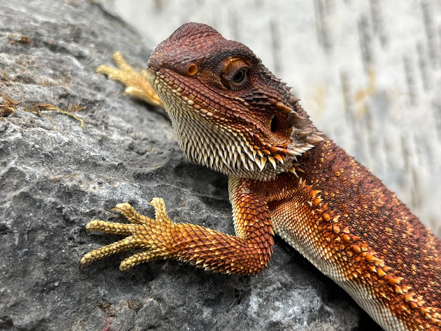 Monster Bearded Dragon Central Bearded Dragon by Predators Reptile