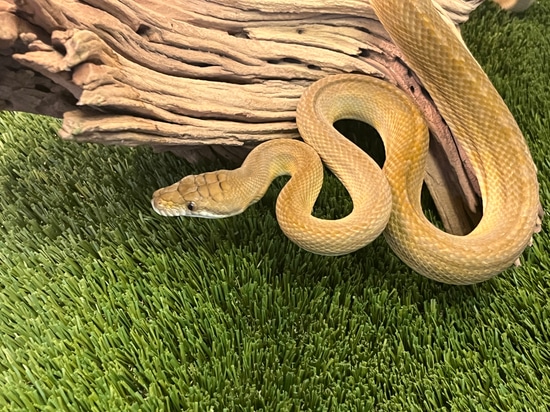 Patternless Scrub Scrub Python by Predators Reptile Center