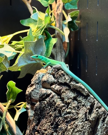 C.B.B Green Keel-Bellied Lizard More Lizard by Predators Reptile Center
