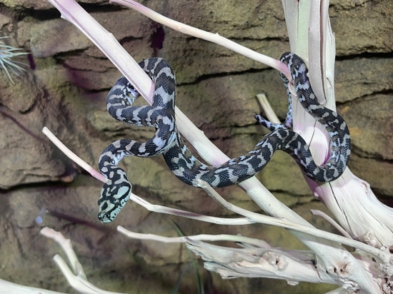 Axanthic Papuan Carpet Python Other Carpet Python by Predators Reptile ...