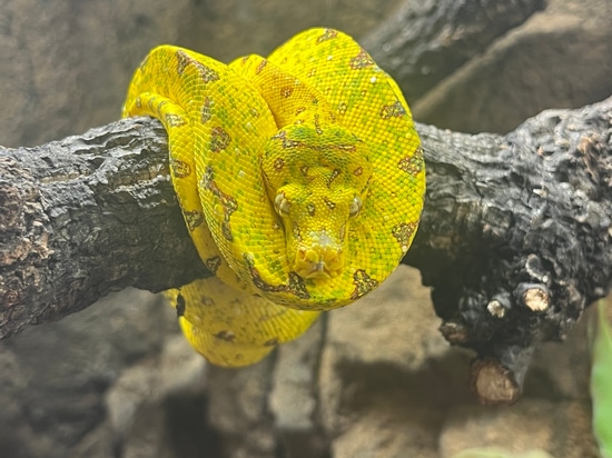 Biak Green Tree Python by Predators Reptile Center