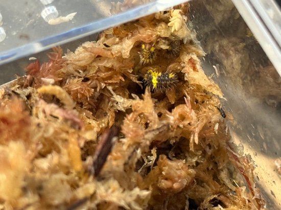 Spikey Yellow Stripe Isopods (5 Count) by Predators Reptile Center