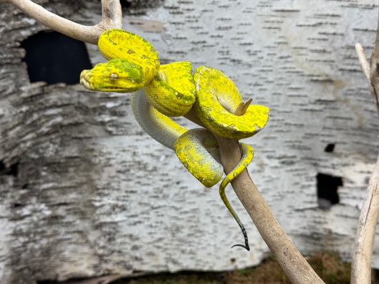 Biak Green Tree Python by Predators Reptile Center