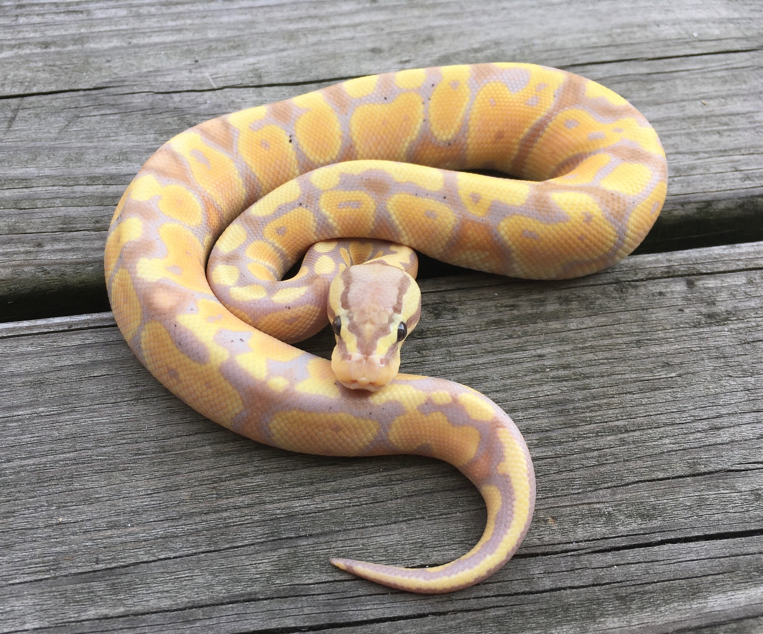 Banana Pastel Ball Python by Psychedelic Serpents - MorphMarket