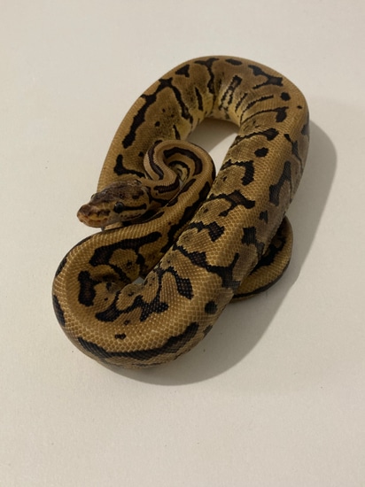 Acid Pinstripe Yellow Belly Het Clown Ball Python by Psychedelic Serpents
