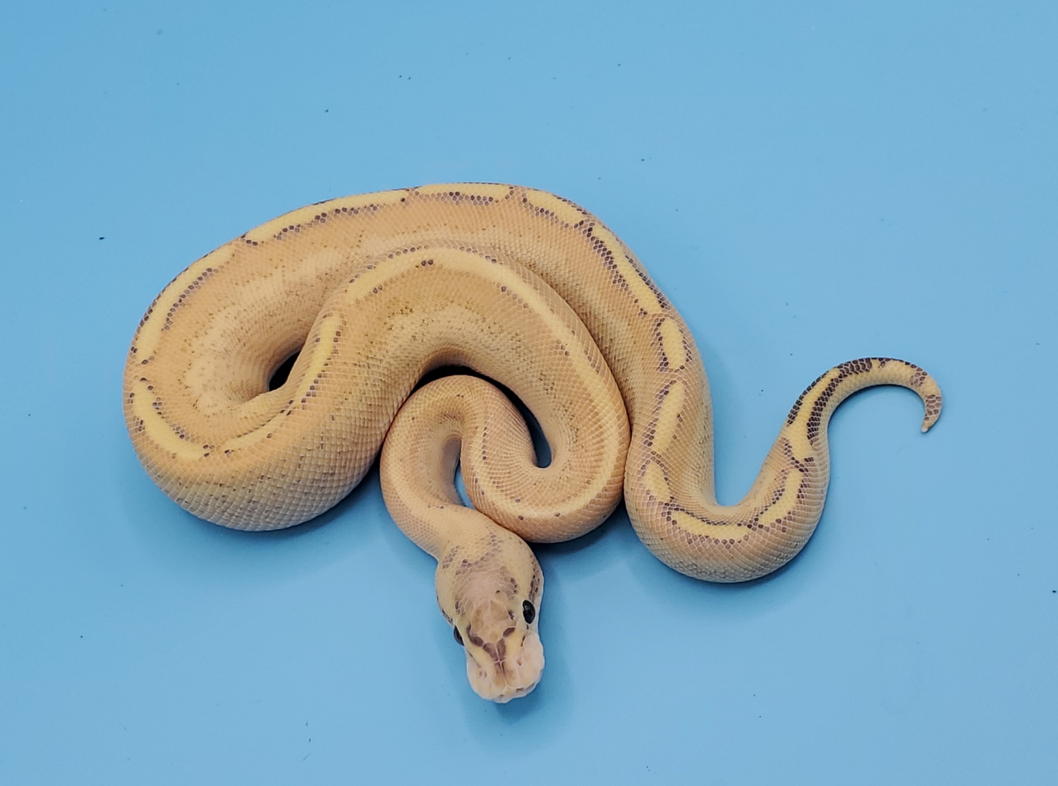 Puma Ball Python by CL Serpents - MorphMarket