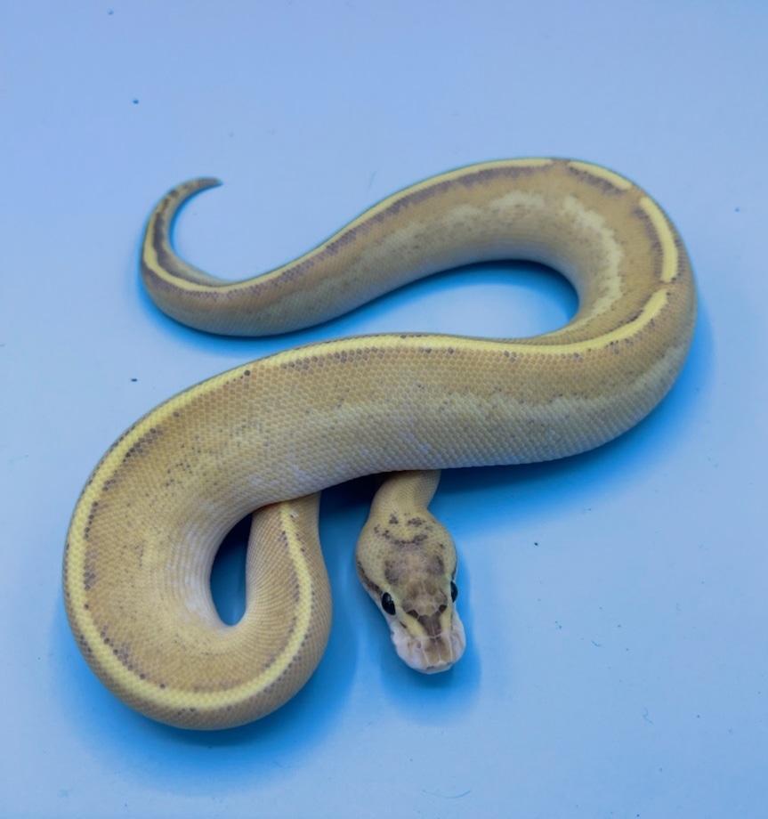 Puma Ball Python by CL Serpents - MorphMarket