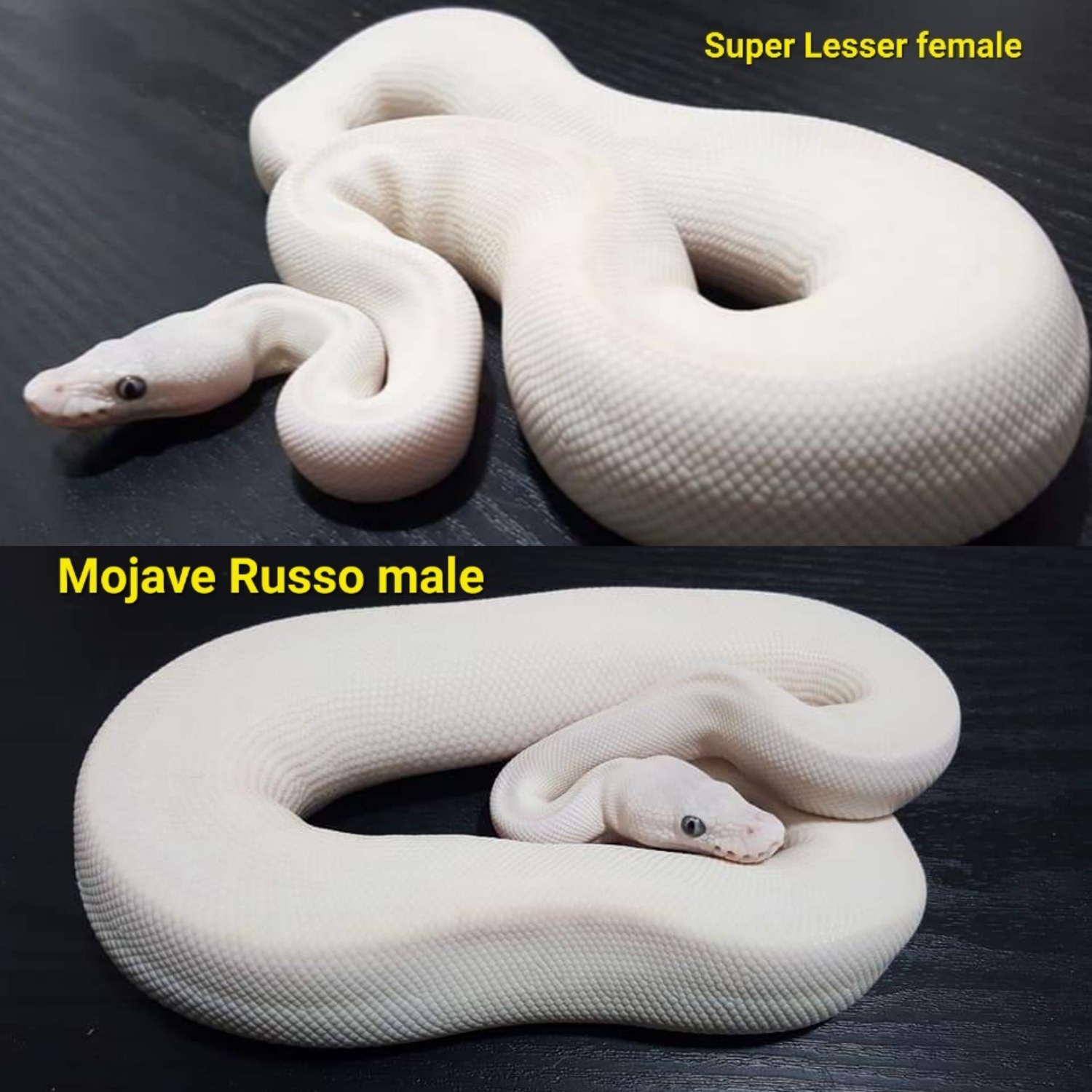 Pair Of BELs Ball Python by CL Serpents - MorphMarket