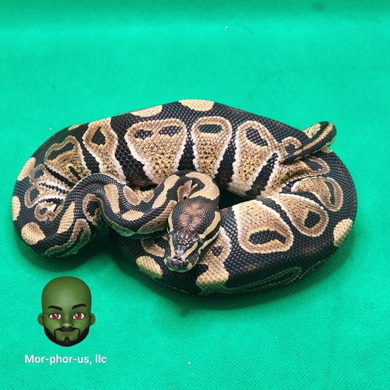(Leopard) 💯% Het. Monarch 💯% Het. Clown Ball Python by Mor-phor-us, llc