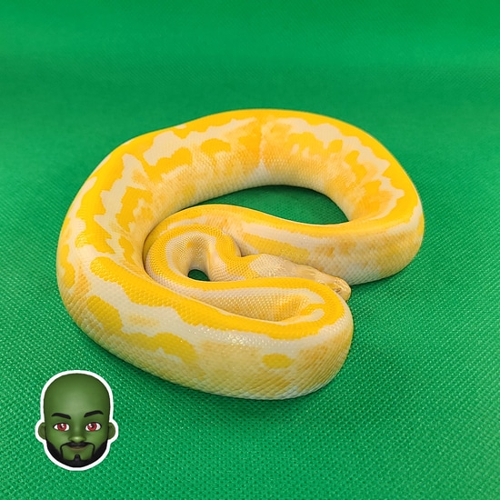 Pastel Leopard Dreamsicle (100% Pattern) Ball Python by Mor-phor-us, llc