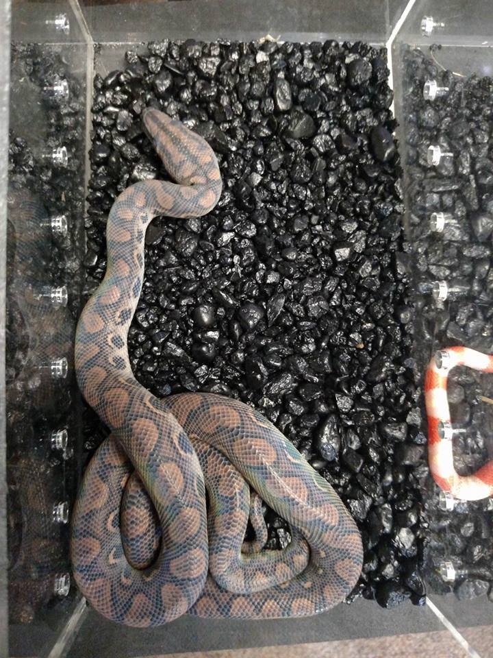 Outback Chocolate Brazilian Rainbow Boa by Clarksville Reef and