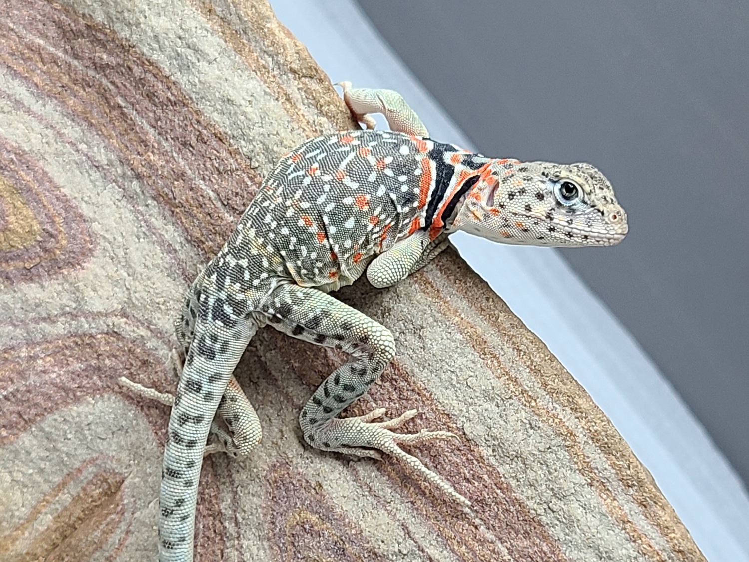 Turquoise Blue Collared Lizard More Lizard by Intrinsically Ectothermic