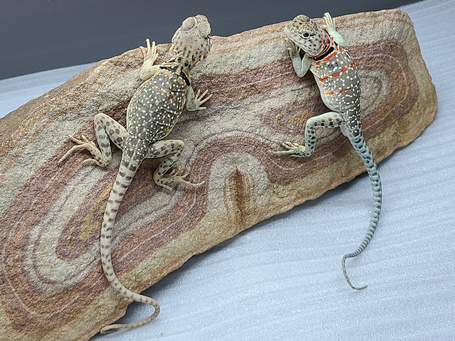 PAIR Turquoise Blue Collared Lizards More Lizard by Intrinsically