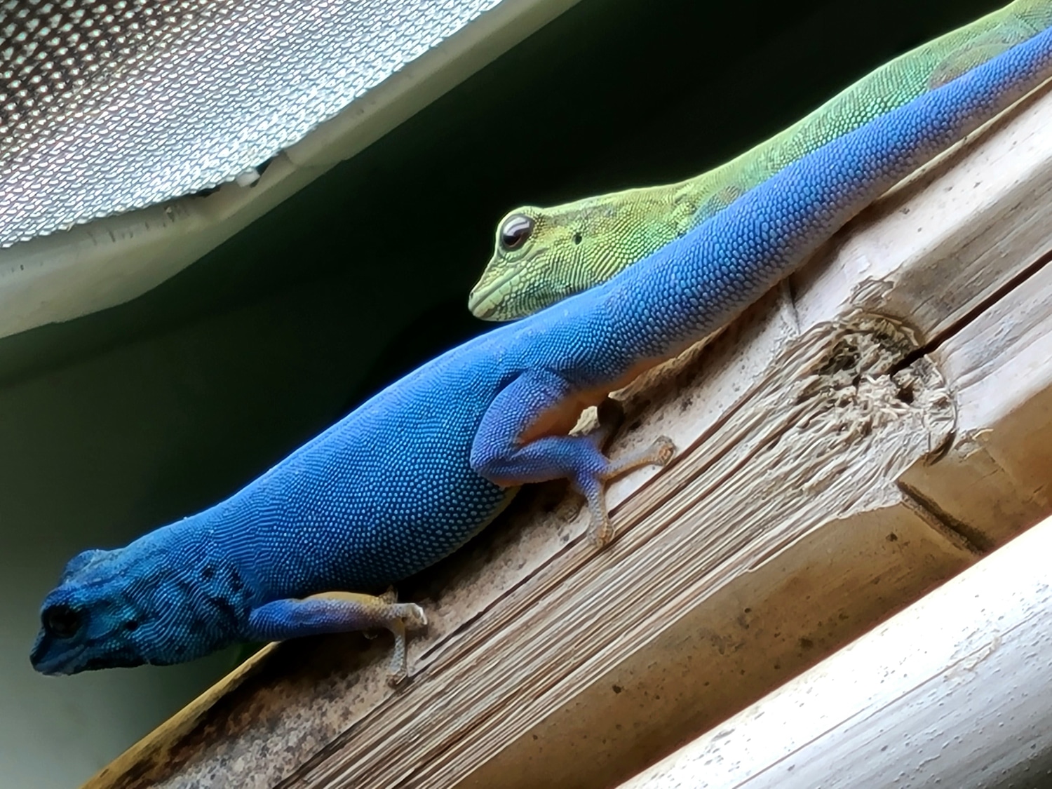 Electric Blue Day Gecko by Intrinsically Ectothermic LLC MorphMarket