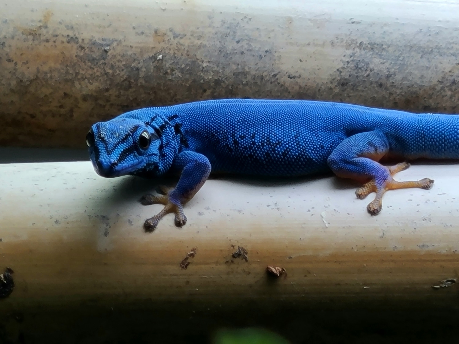 Electric Blue Day Gecko by Intrinsically Ectothermic LLC MorphMarket